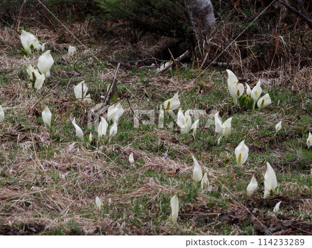 A colony of Asian skunk cabbage blooming in the marshland of a plateau forest 114233289