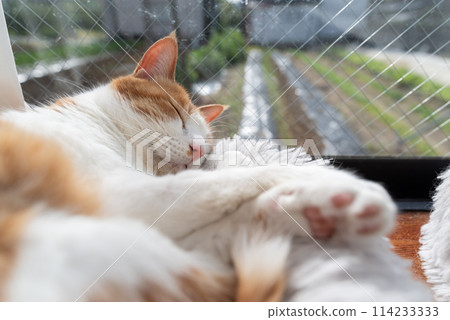Sleeping cat brown tiger white 114233333