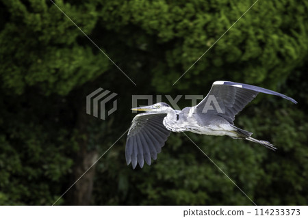 Fly Aoshagi Fly Aoshagi 114233373