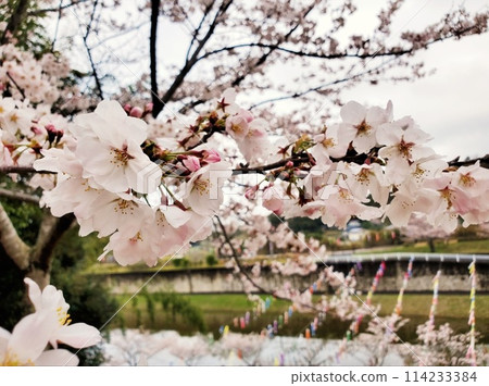 櫻花的風景 櫻花的風景 114233384