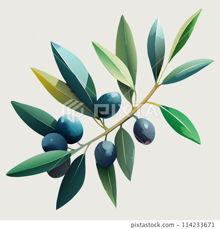 A leafy olive tree branch with three olives on it. The olives are dark and shiny A leafy olive tree branch with three olives on it. The olives are dark and shiny 114233671