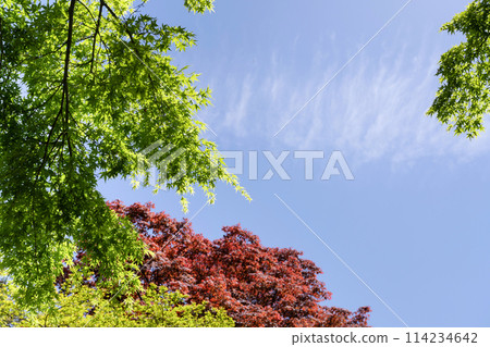 Fresh green leaves of maples at Himenosawa Park in Atami, Shizuoka Prefecture Fresh green leaves of maples at Himenosawa Park in Atami, Shizuoka Prefecture 114234642