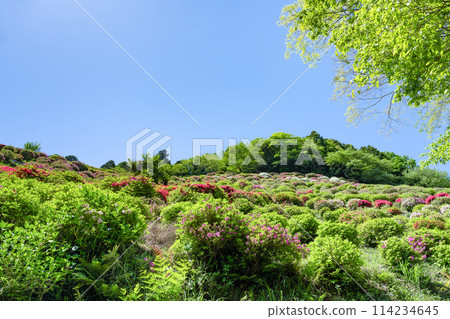 Azaleas at Himenosawa Park, Atami City, Shizuoka Prefecture 114234645