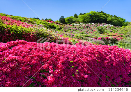 靜岡縣熱海市姬野澤公園的杜鵑花 114234646
