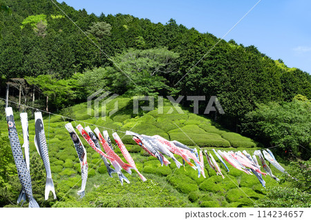 Carp streamer event at Himenosawa Park in Atami, Shizuoka Prefecture Carp streamer event at Himenosawa Park in Atami, Shizuoka Prefecture 114234657