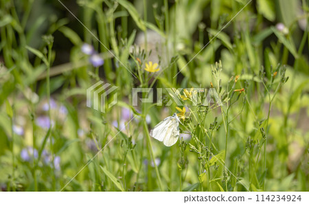 白菜蝴蝶在田野裡玩耍 白菜蝴蝶在田野裡玩耍 114234924
