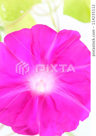 Pink morning glory light background 114235112