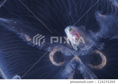 Hanabirauo 和月亮水母 114235264