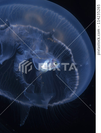 Hanabirauo 和月亮水母 114235265