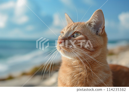 Ginger orange cat relaxing on a sand beach looking into the distance. 114235382