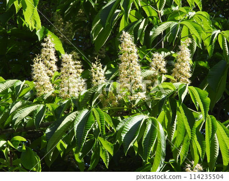 Flowers of Tinon Flowers of Tinon 114235504