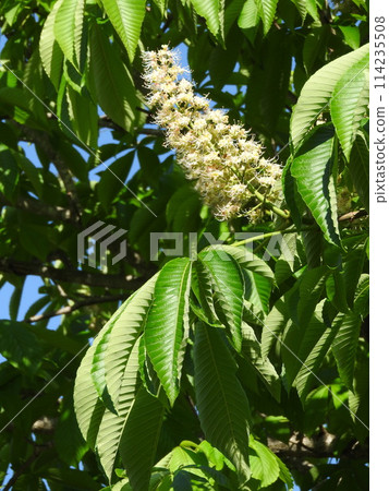 Flowers of Tinon 114235508