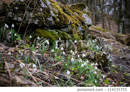 White snowdrop, Little Carpathians, Slovakia White snowdrop, Little Carpathians, Slovakia 114235755
