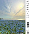 盛開的 nemophila 花的海濱景觀 114235878