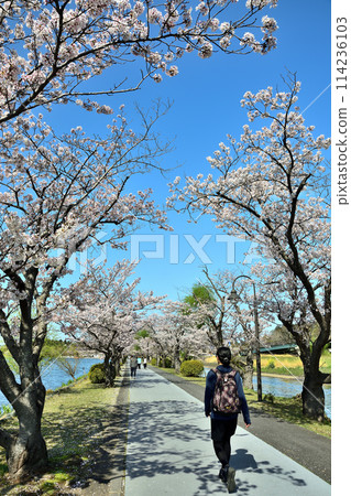 Jogging under the cherry blossoms at Senba Park in Mito City 114236103