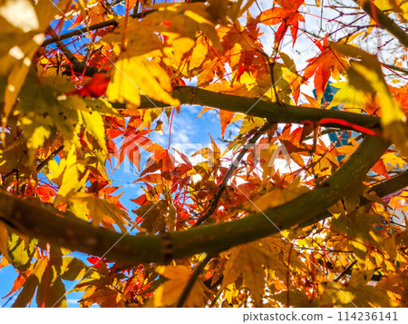 Blue skies and autumn leaves - December's mild weather 114236141