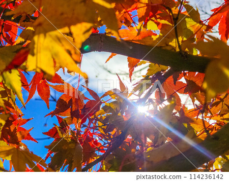 Blue skies and autumn leaves - December's mild weather 114236142