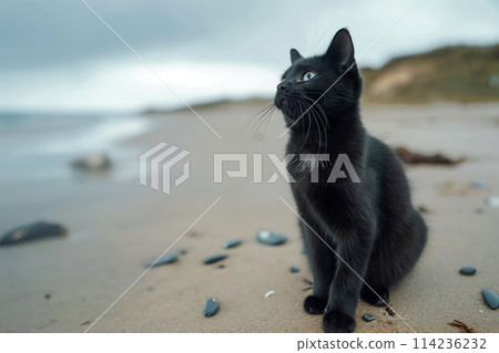 Black cat sitting on a beach looking at the sea. Black cat sitting on a beach looking at the sea. 114236232