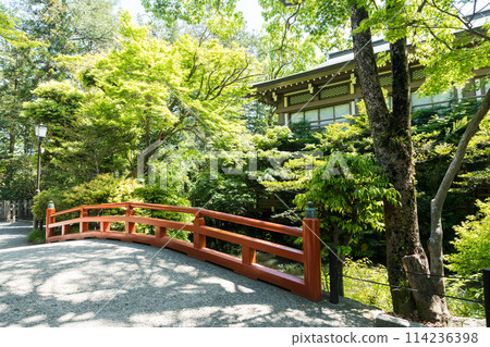 神奈川縣鎌倉市鶴岡八幡宮、柳原神池、晴朗的春日 114236398