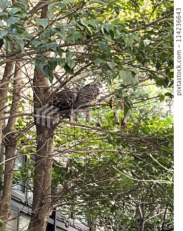 The hive of the pheasant 114236643