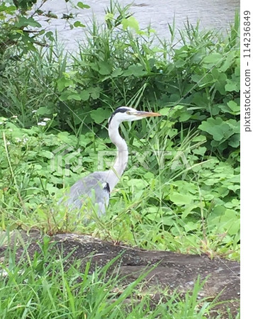 藍鷺 藍鷺 114236849