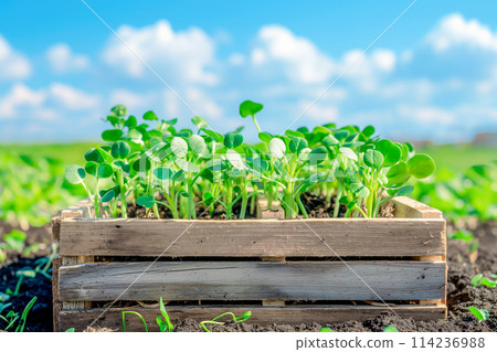 Wooden crate with young green sprouts. AI content 114236988