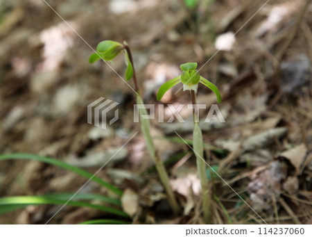 Wild Spring Orchid 114237060