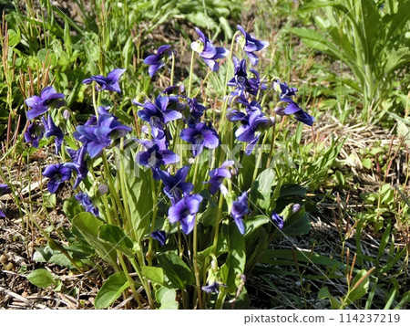 紫羅蘭（黑淵東百合，5/3） 114237219