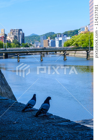 Hiroshima_Inari Ohashi Bridge_Yanagibashi Bridge_Pigeon 2_Vertical 114237381