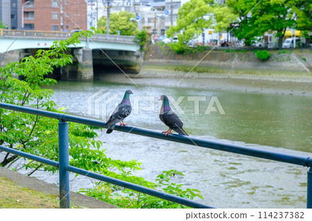 Hiroshima_Arajin Bridge_Hato2_side 114237382