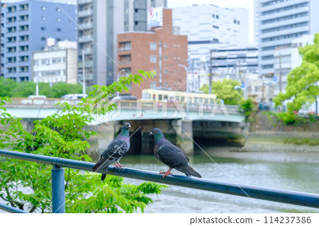 Hiroshima_Arajinbashi_Tram_Hato2_Side 114237386