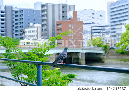 Hiroshima_Arajinbashi_Tram_Hato1_Side 114237387