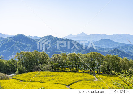 Spring (early summer) rapeseed flower fields at Sannokura Highlands (ski resort), Kitakata City, Fukushima Prefecture Spring (early summer) rapeseed flower fields at Sannokura Highlands (ski resort), Kitakata City, Fukushima Prefecture 114237404