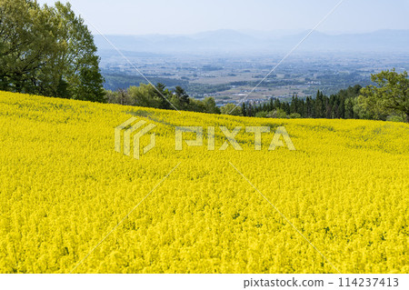 Spring (early summer) rapeseed flower fields at Sannokura Highlands (ski resort), Kitakata City, Fukushima Prefecture 114237413