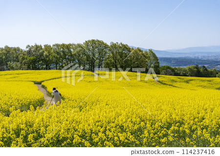 Spring (early summer) rapeseed flower fields at Sannokura Highlands (ski resort), Kitakata City, Fukushima Prefecture Spring (early summer) rapeseed flower fields at Sannokura Highlands (ski resort), Kitakata City, Fukushima Prefecture 114237416