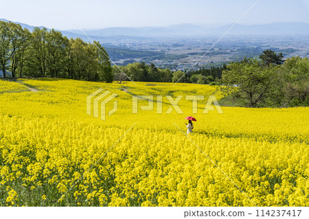 Spring (early summer) rapeseed flower fields at Sannokura Highlands (ski resort), Kitakata City, Fukushima Prefecture 114237417