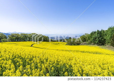 Spring (early summer) rapeseed flower fields at Sannokura Highlands (ski resort), Kitakata City, Fukushima Prefecture Spring (early summer) rapeseed flower fields at Sannokura Highlands (ski resort), Kitakata City, Fukushima Prefecture 114237423