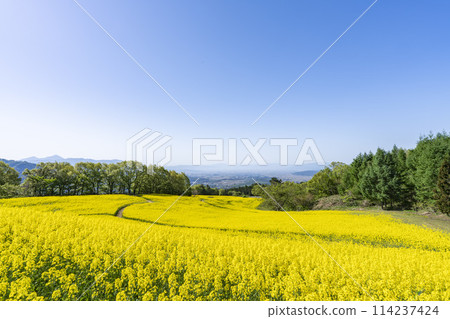 三倉高原（滑雪場）春季（初夏）油菜花田 福島縣喜多方市 114237424