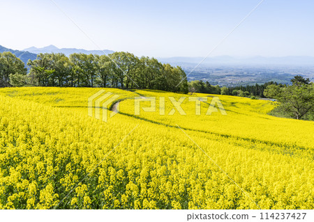 Spring (early summer) rapeseed flower fields at Sannokura Highlands (ski resort), Kitakata City, Fukushima Prefecture Spring (early summer) rapeseed flower fields at Sannokura Highlands (ski resort), Kitakata City, Fukushima Prefecture 114237427