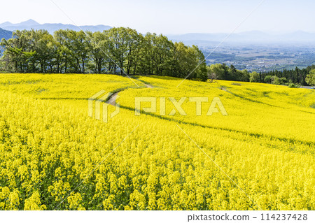 Spring (early summer) rapeseed flower fields at Sannokura Highlands (ski resort), Kitakata City, Fukushima Prefecture Spring (early summer) rapeseed flower fields at Sannokura Highlands (ski resort), Kitakata City, Fukushima Prefecture 114237428