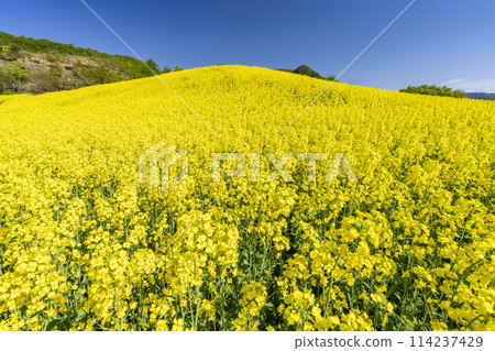 Spring (early summer) rapeseed flower fields at Sannokura Highlands (ski resort), Kitakata City, Fukushima Prefecture Spring (early summer) rapeseed flower fields at Sannokura Highlands (ski resort), Kitakata City, Fukushima Prefecture 114237429
