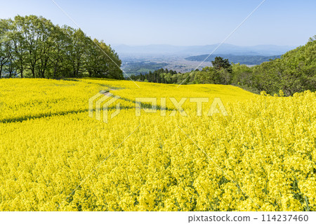 Spring (early summer) rapeseed flower fields at Sannokura Highlands (ski resort), Kitakata City, Fukushima Prefecture 114237460