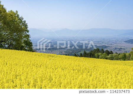 Spring (early summer) rapeseed flower fields at Sannokura Highlands (ski resort), Kitakata City, Fukushima Prefecture Spring (early summer) rapeseed flower fields at Sannokura Highlands (ski resort), Kitakata City, Fukushima Prefecture 114237473