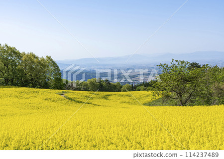 Spring (early summer) rapeseed flower fields at Sannokura Highlands (ski resort), Kitakata City, Fukushima Prefecture 114237489