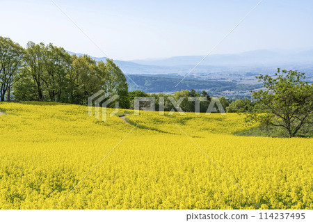 三倉高原（滑雪場）春季（初夏）油菜花田 福島縣喜多方市 114237495