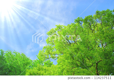 陽光照射下的清新綠意 陽光照射下的清新綠意 114237511
