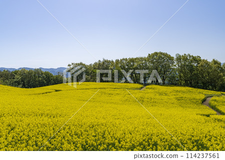 三倉高原（滑雪場）春季（初夏）油菜花田 福島縣喜多方市 114237561