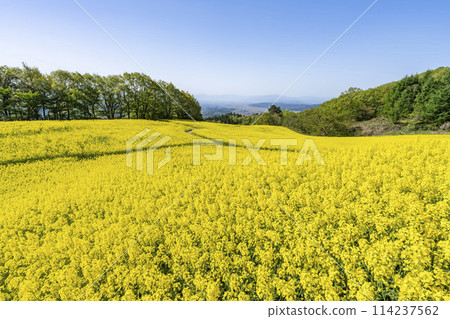 三倉高原（滑雪場）春季（初夏）油菜花田 福島縣喜多方市 114237562