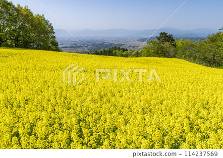 Spring (early summer) rapeseed flower fields at Sannokura Highlands (ski resort), Kitakata City, Fukushima Prefecture Spring (early summer) rapeseed flower fields at Sannokura Highlands (ski resort), Kitakata City, Fukushima Prefecture 114237569