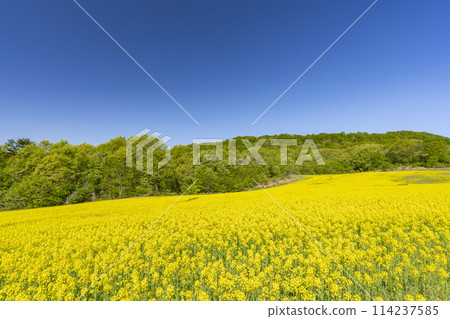 Spring (early summer) rapeseed flower fields at Sannokura Highlands (ski resort), Kitakata City, Fukushima Prefecture Spring (early summer) rapeseed flower fields at Sannokura Highlands (ski resort), Kitakata City, Fukushima Prefecture 114237585